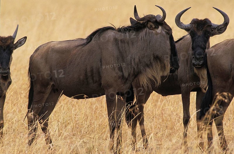 Blue Wildebeest (connochaetes taurinus), Herd standing in Dry Grass, Masai Mara Park in Kenya