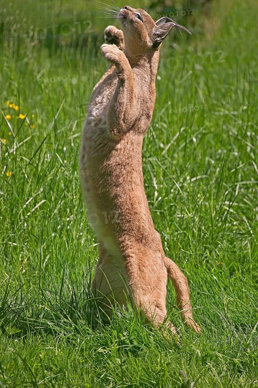 Caracal (caracal caracal), Adult hunting Bird, on Hind Legs