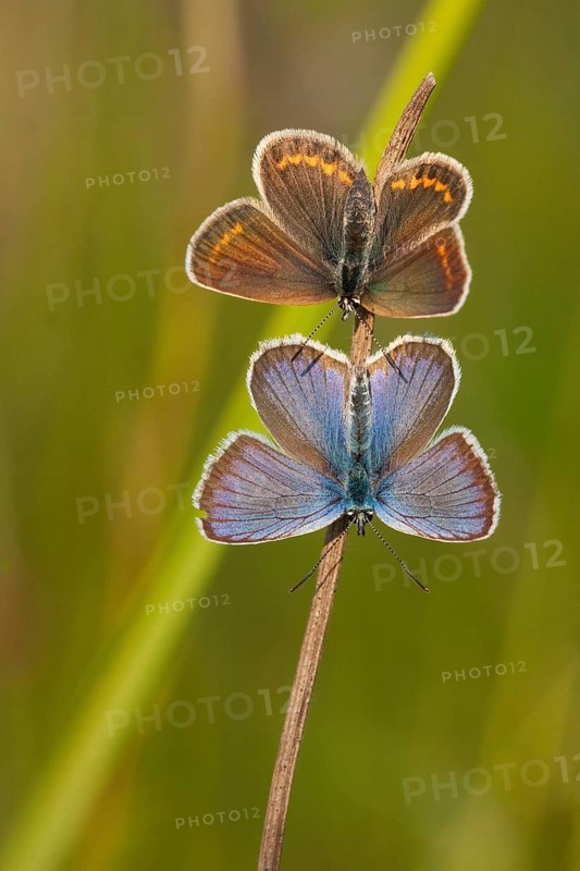 Silver-studded blue (Plebejus argus), couple, North Rhine-Westphalia, Germany, Europe