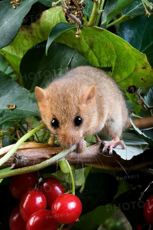Common Dormouse (muscardinus avellanarius), Normandy