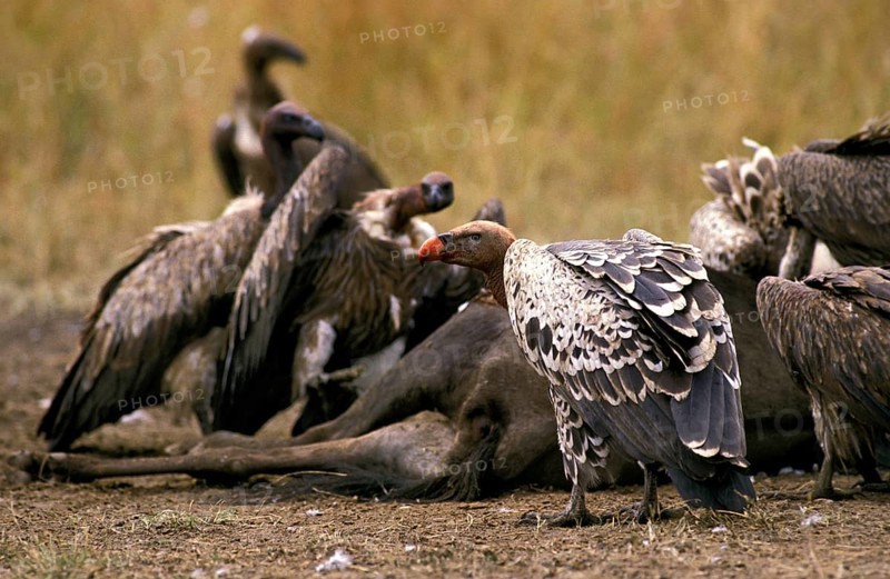 RUPPELL'S VULTURE gyps rueppelli, GROUP ON A WILDEBEEST CARCASS, KENYA