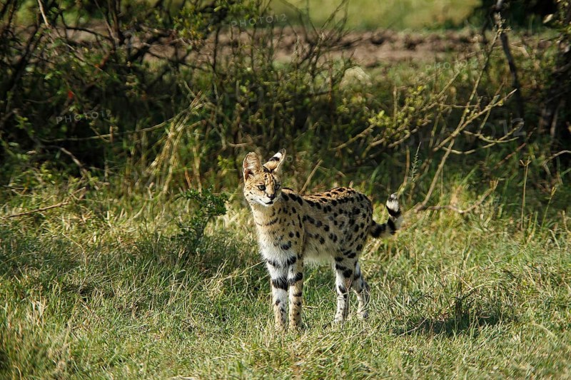 Serval (leptailurus serval), Adult, Masai Mara Park in Kenya
