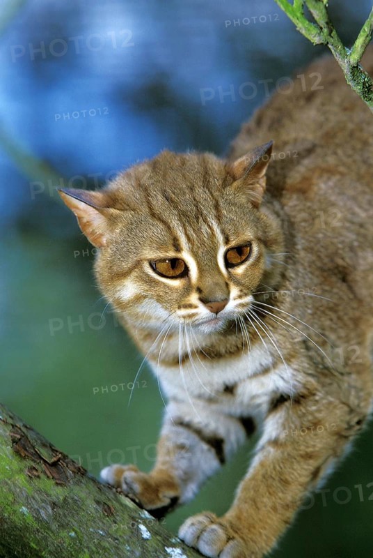 Rusty-Spotted Cat (prionailurus rubiginosus)