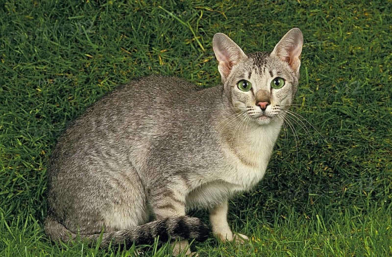 ORIENTAL HOUSE CAT, adult WITH GREEN EYES