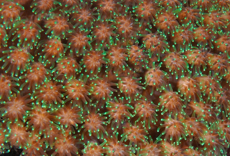 Coral polyps, Lake Banda, Bali (Rhynchocinetes durbanensis), Indonesia, Asia