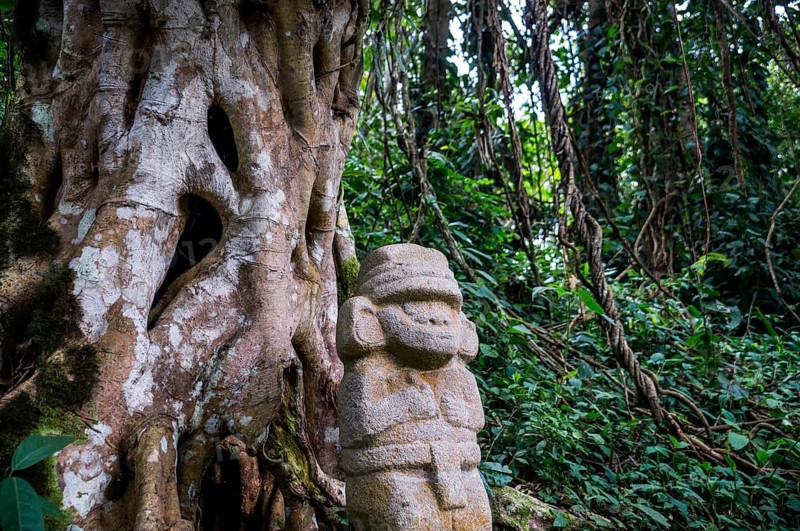 San Agustin, Colombia: A mysterious statue of a male person stands in the rainforest next to an old tree with large roots. The statues of San Agustin are a mystery to historians