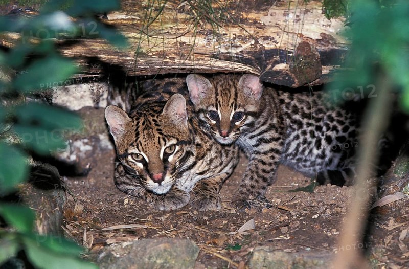 Ocelot (leopardus pardalis), female with young