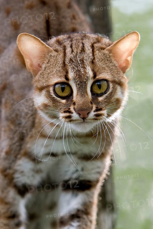 Rusty-spotted cat (prionailurus rubiginosus), portrait of an adult