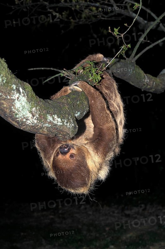 Two-Toed Sloth (choloepus didactylus), Adult hanging from Branch