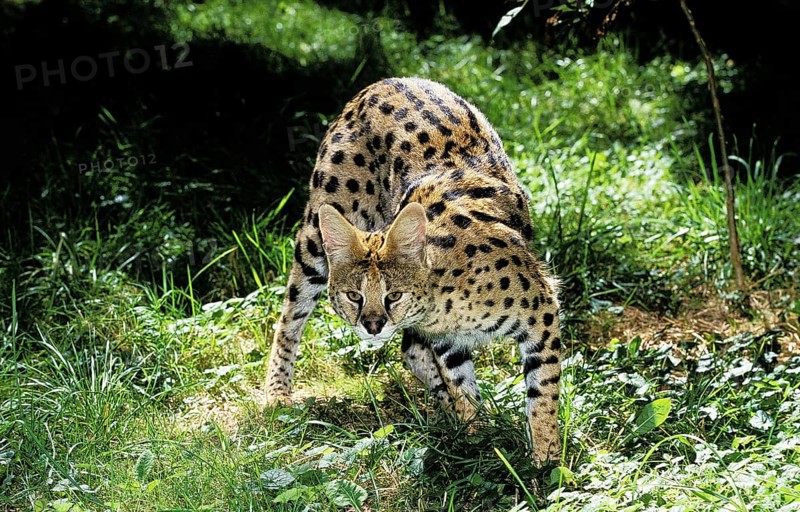 SERVAL (leptailurus serval), ADULT