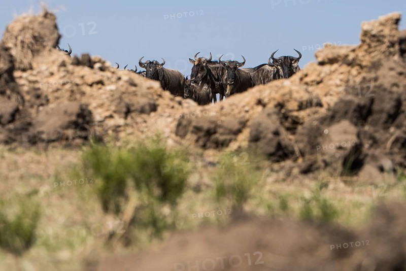 Adult, adventure, africa, african, animal, area, blue, botswana, bush, chobe, conservation, destination, eastern, ecotourism, endangered, environment, game, gnu, grass, grassland, habitat, herbivore, herd, horns, kenya, maasai, mammal, mara, migration, n