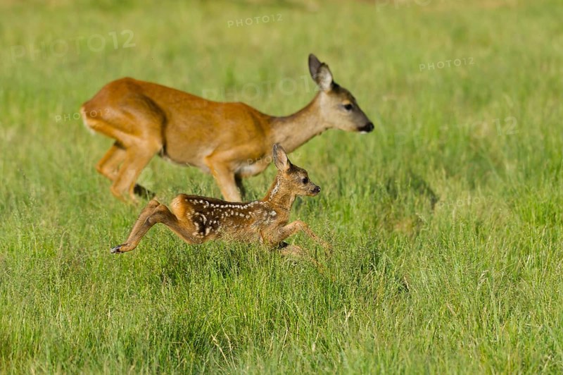 European roe deer (Capreolus capreolus) Doe with fawn, fawn