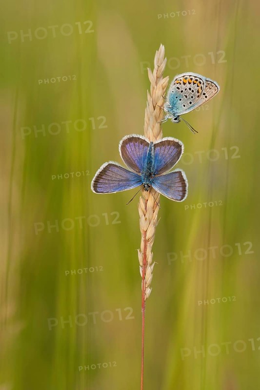 Silver-studded blue (Plebejus argus) male, North Rhine-Westphalia, Germany, Europe