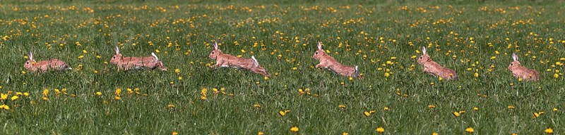 European Rabbit (oryctolagus cuniculus) or Wild Rabbit, Adult running through Flowers, Normandy