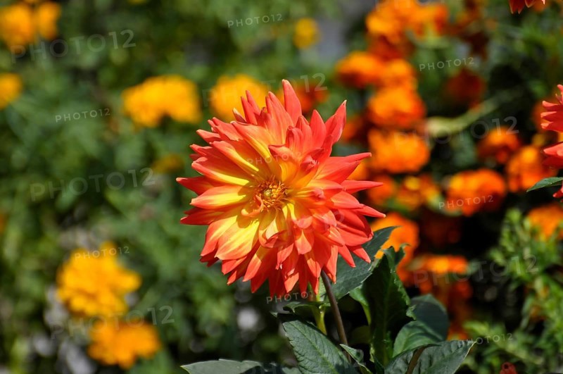 Flowering orange dahlias