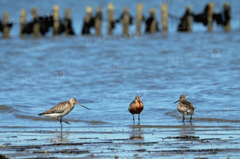 Bar-tailed Godwits in the Wadden Sea on Sylt