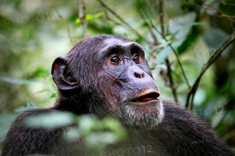 Schimpanse (Pan troglodytes) im Kibale-Nationalpark in Uganda