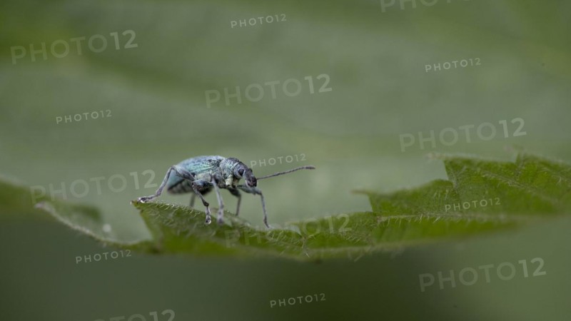 Nettle green weevil (Phyllobius pomaceus)