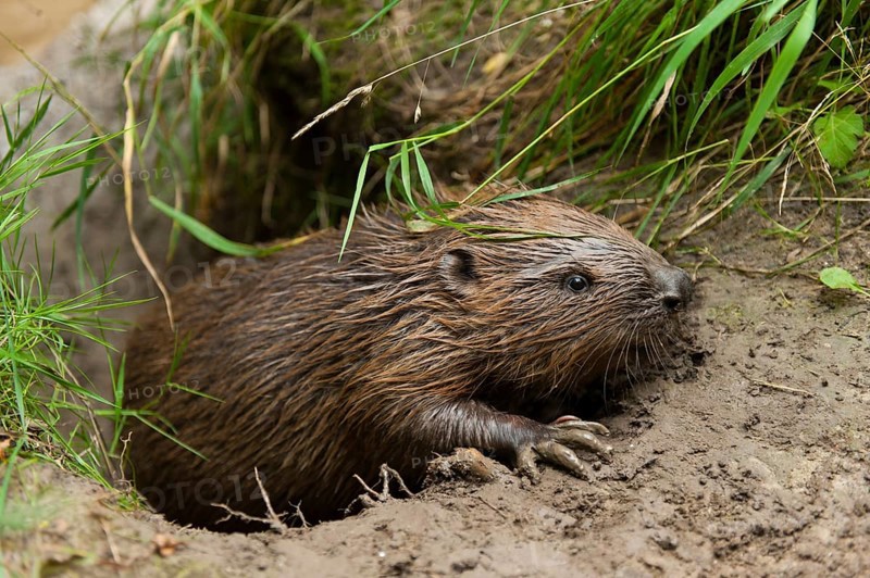 European beaver (Castor fiber), Rosenheim, Bavaria, Germany, Europe