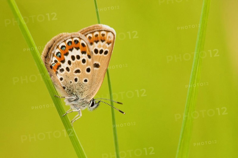 Silver-studded blue (Plebejus argus), female, Rhineland-Palatinate, Germany, Europe