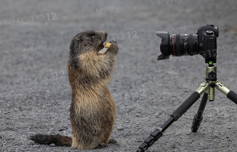 Marmot (Marmota) eats carrot and poses for camera