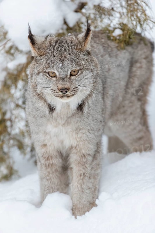 A bobcat hunts for prey in a snowy forest habitat