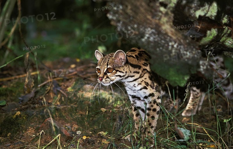 Margay (leopardus wiedii), adult