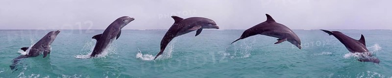 Bottlenose Dolphin (tursiops truncatus), Adult Leaping, Movement Sequence, Honduras, Central America