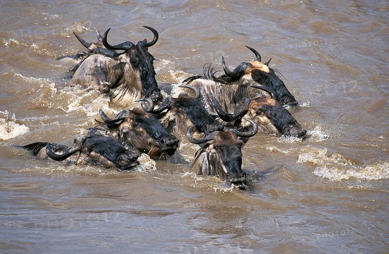 Blue Wildebeest (connochaetes taurinus), Group crossing Mara River during Migration, Masai Mara Park in Kenya