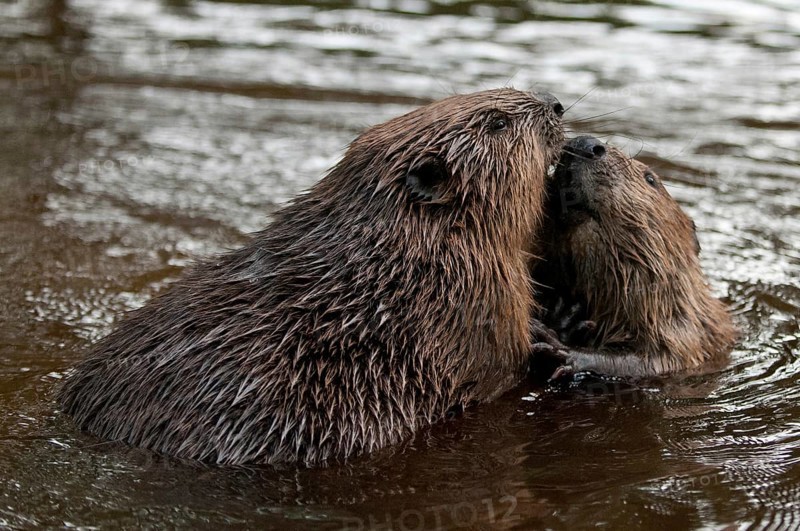 European beaver (Castor fiber), Rosenheim, Bavaria, Germany, Europe