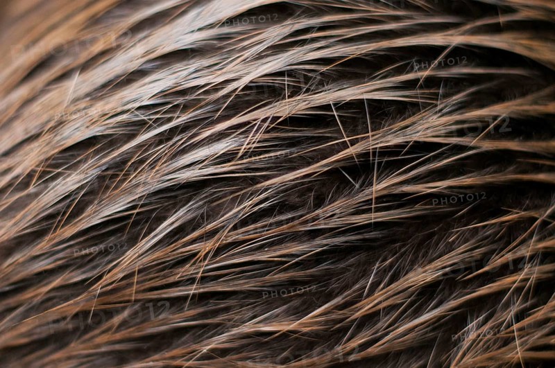 European beaver (Castor fiber), fur, hair, Rosenheim, Bavaria, Germany, Europe