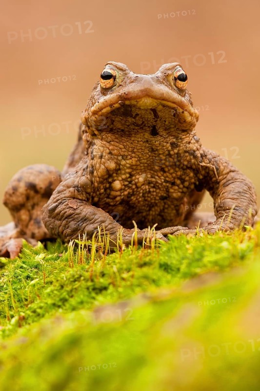 Common toad (Bufo bufo) Rhineland-Palatinate, Germany, Europe