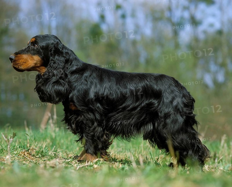 English Cocker Spaniel on grass, black-brown