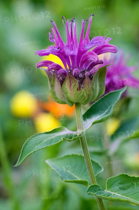 Beebalm (Monarda hybrid)