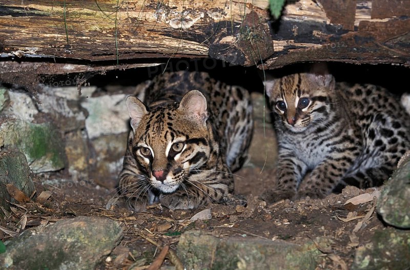 Ocelot (leopardus pardalis), Female with Cub