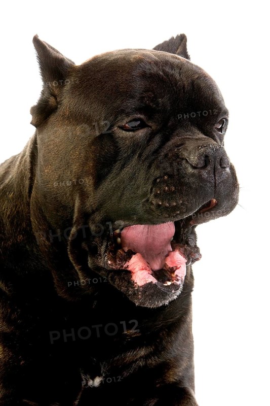 Cane Corso, a Dog Breed from Italy, Portrait of Adult Yawning against White Background