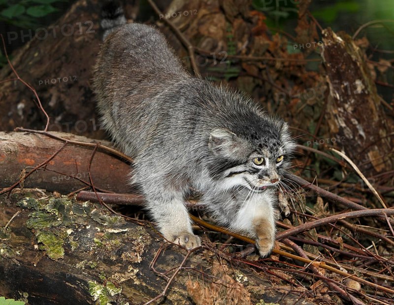 Manul or Pallas's Cat (otocolobus manul), Adult standing on Stump