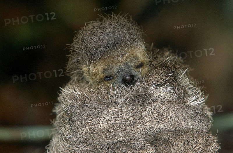 MANED THREE TOED SLOTH (bradypus torquatus), BABY, PANTANAL IN BRAZIL