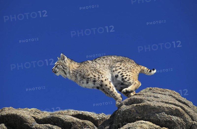 Bobcat (lynx rufus), Adult leaping from Rocks, Canada, North America