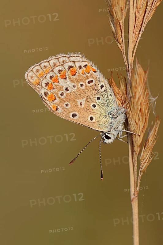 Common Blue, female, North Rhine-Westphalia, Germany (Polyommatus icarus)