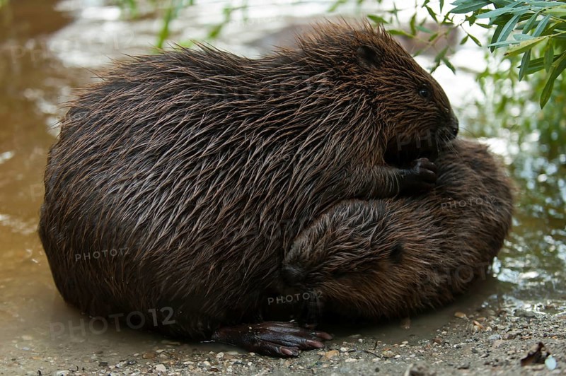 European beaver (Castor fiber) with young, Rosenheim, Bavaria, Germany, Europe