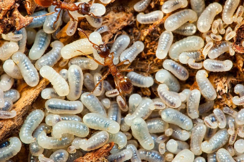 Red knotted ants, worker, larvae (Myrmica rubra), Germany, Europe