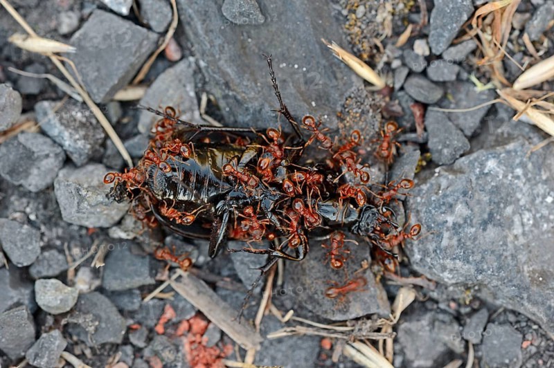 Common Elbowed Red Anst eating dead beetle, North Rhine-Westphalia, Germany (Myrmica scabrinodis)