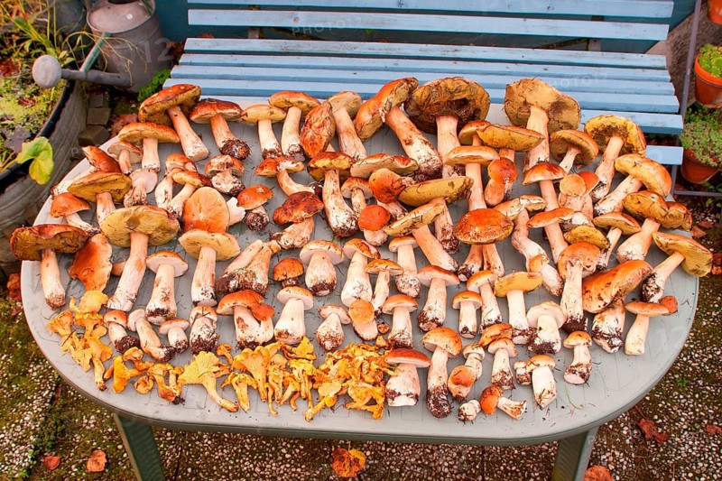 King bolete (Boletus edulis), Chanterelle (Cantharellus cibarius) picking mushrooms, on table, Rhineland-Palatinate, Germany, Europe