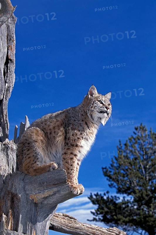 Bobcat (lynx rufus), Adult in Tree against Blue Sky, Canada, North America