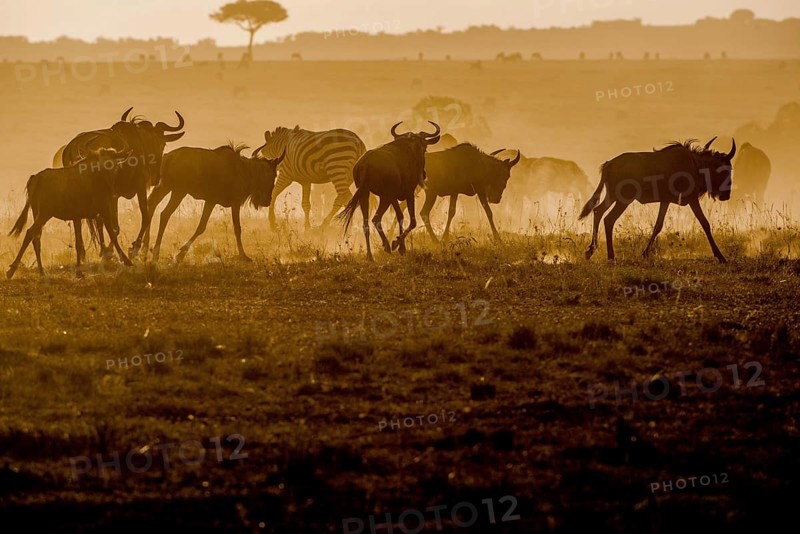 Adult, adventure, africa, african, animal, area, blue, botswana, bush, chobe, conservation, destination, eastern, ecotourism, endangered, environment, game, gnu, grass, grassland, habitat, herbivore, herd, horns, kenya, maasai, mammal, mara, migration, n