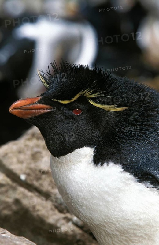 Rockhopper Penguin (eudyptes chrysocome), Portrait of Adult, Antarctica