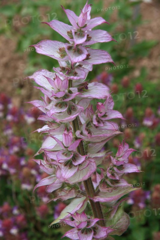 Pink flowering muscatel sage, garden background
