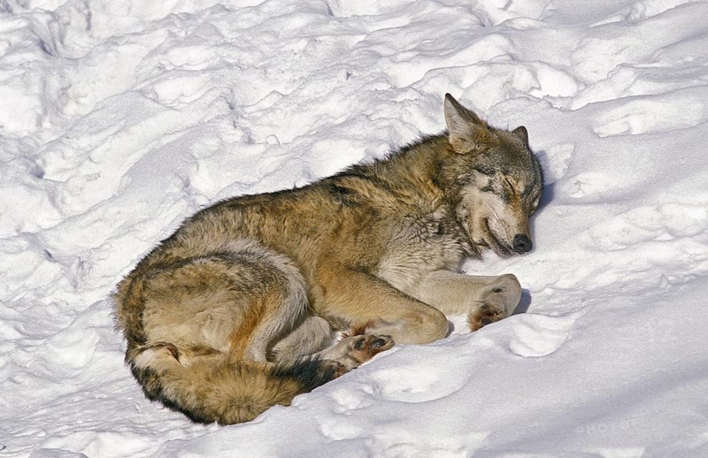 European Wolf (canis lupus), Adult sleeping on Snow, Bavaria in Germany