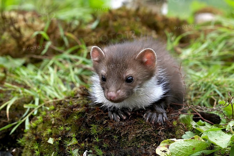 Stone Marten or Beech Marten (martes foina), Young on Long Grass, Normandy